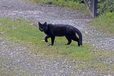 animal
