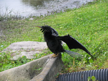 An anhinga or snake bird at a lake in florida, drying its wings in the hot morning sun.