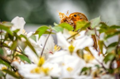 Close-up of robbin  on flowering bush