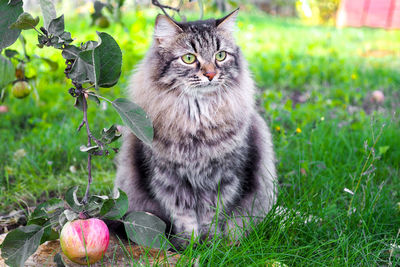 Beautiful siberian cat sitting under an apple tree on the green grass