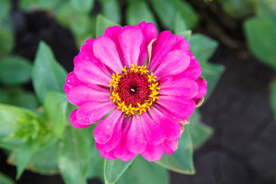 Close-up of pink flower