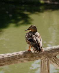 Close-up of bird perching on wooden post