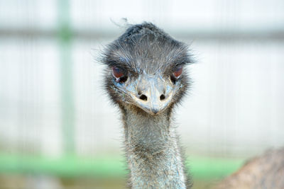 Close-up portrait of a bird