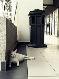 Dog standing on steps