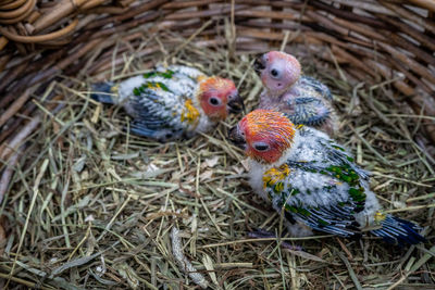 High angle view of young birds in nest