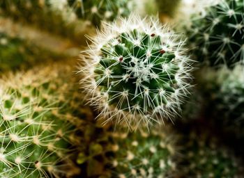 Close-up of plant