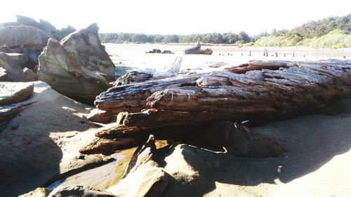 Close-up of driftwood on beach