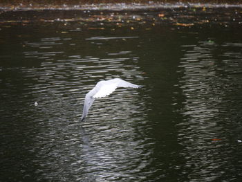 Bird in lake