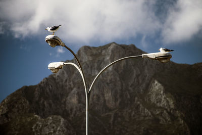 Low angle view of bird flying against sky