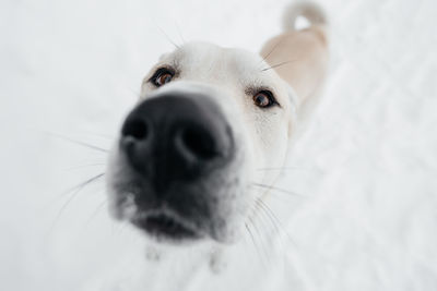 Dog in winter in the snow