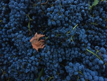 Full frame shot of grapes growing in vineyard