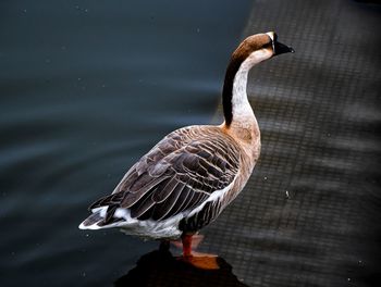 Bird on a lake