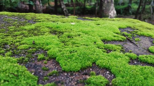 Close-up of moss growing on tree trunk