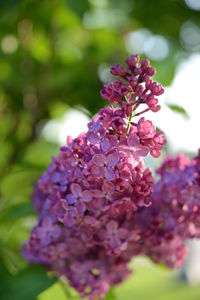 Close-up of pink flowering plant