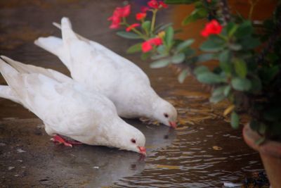 Close-up of birds drinking water