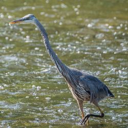 High angle view of gray heron on water