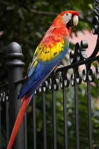 Close-up of parrot