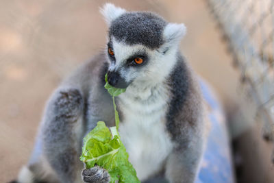 Close-up of lemur eating food