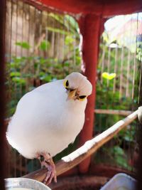 Close-up of bird perching in cage