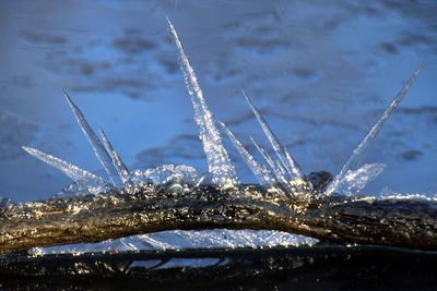 Close-up of frozen plants