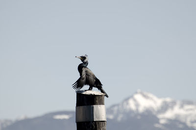 Bird perching on wooden post against clear sky