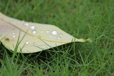 Close-up of raindrops on grass
