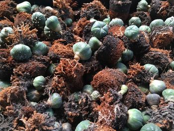 High angle view of succulent plants