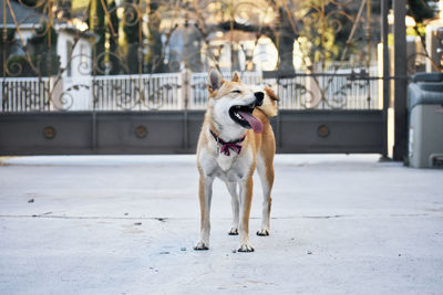 Dog on street