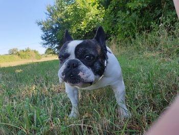 Portrait of dog on field