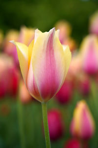 Close-up of pink tulip