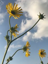 Low angle view of sunflowers on plant against sky