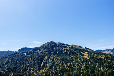 Plants growing on land against blue sky