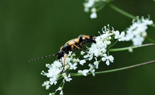 Close-up of insect on flower