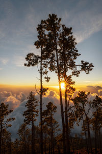 Sunlight streaming through trees during sunset