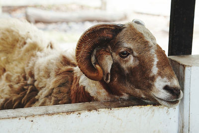 Close-up of sheep