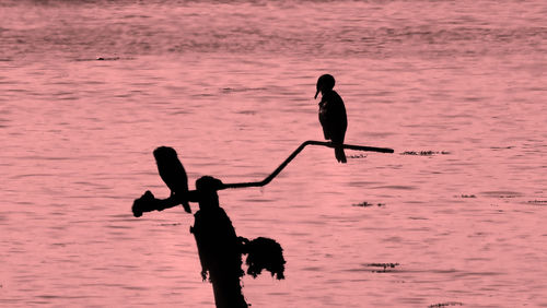 Two cormorants on water surface structure with red filter a coastal fauna photography