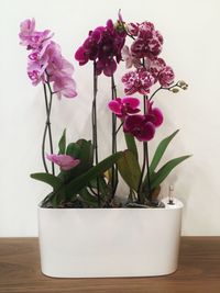 Close-up of pink flowers in vase