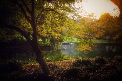 Trees by lake during autumn