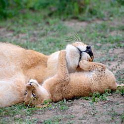 View of lioness resting with cub