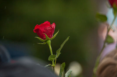 Close-up of rose plant