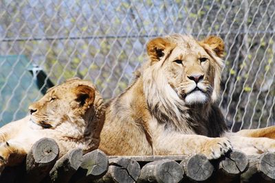 View of cats in zoo