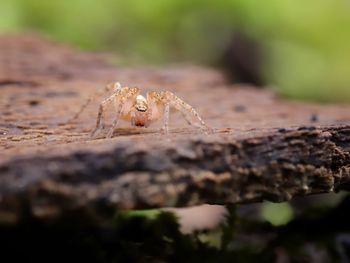 Close-up of spider