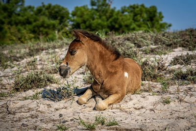 Side view of giraffe on land