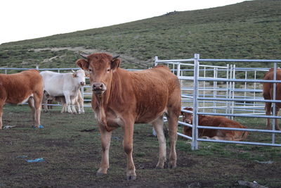 Horses standing in ranch