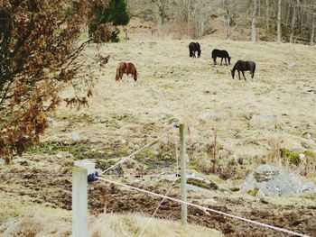 Horses grazing on field