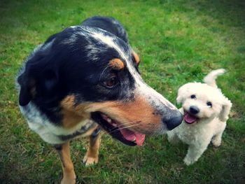 Close-up of dog on field