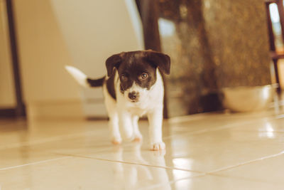 Portrait of puppy standing on floor at home