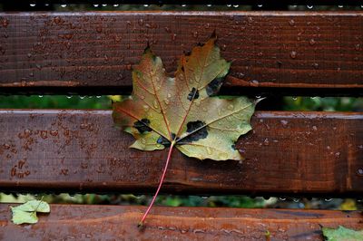 Close-up of fallen leaf on bench