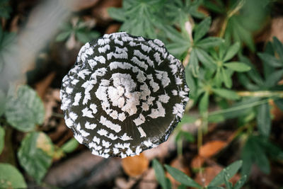 Close-up of white flower