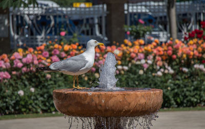 View of a bird on a fountain